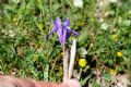 Moraea sisyrinchium